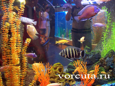 Геленджик: обитатели океанариума, фото Спицын В.В., август 2008 года